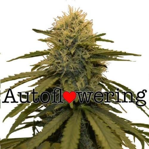 LSD Autoflower 24% THC From $99