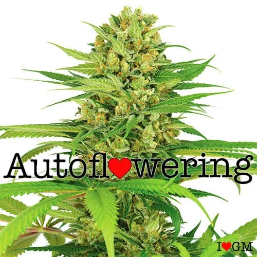 Bubblegum Autoflower 17% THC From $89 - $189
