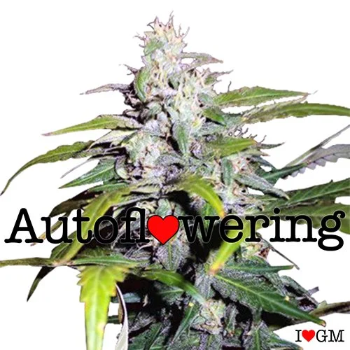 Lowryder Autoflower 14% THC From $89 - $189