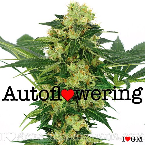 White Widow Autoflower 19% THC From $89 - $119