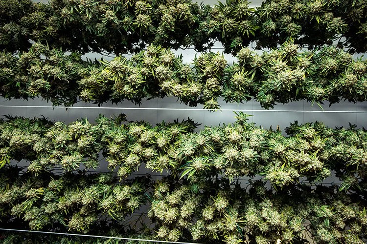 Can You Dry Weed In The Oven How to Dry Cannabis Fast — Autoflowering Cannabis Seeds