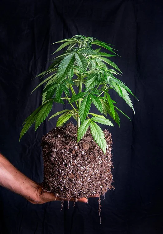 5 Best Cannabis Seeds Starting Soil — Autoflowering Cannabis Seeds