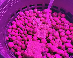 autoflowering cannabis seeds