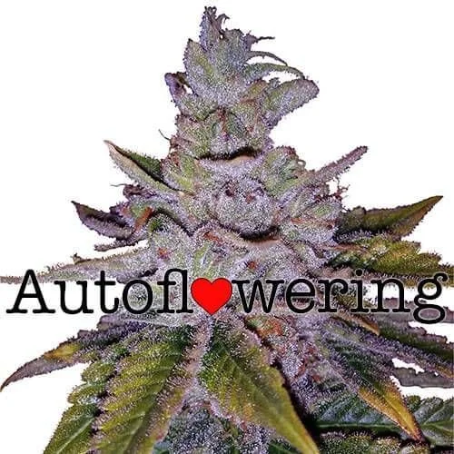 Purple Kush Autoflower 22% THC From $99 - $199