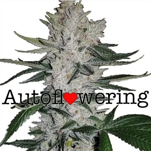 Gorilla Glue Autoflower 26% THC $109 - $199