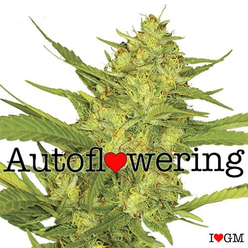 Sour Diesel Autoflower 20% THC $89 - $189