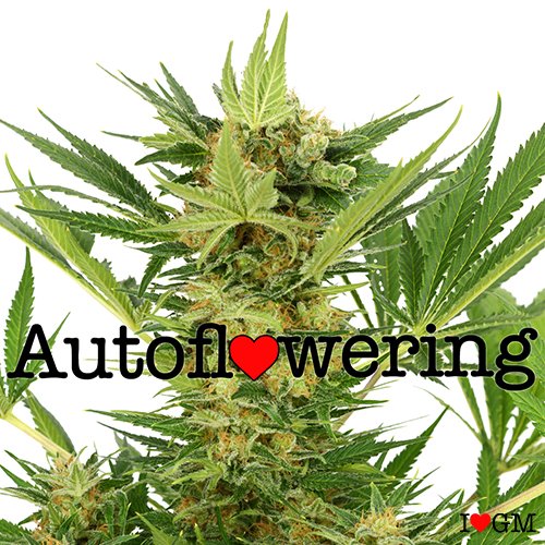 AK-47 Autoflower 20% THC From $89 - $189