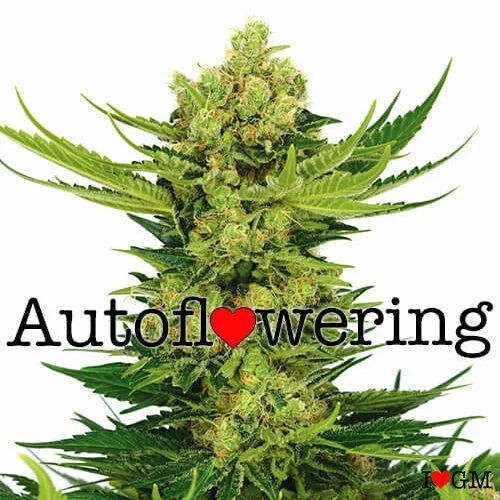 Cheese Autoflower 14% THC From $89 - $189