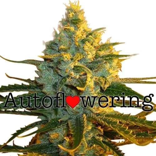 Super Lemon Haze Autoflower 22% THC From $99 - $199