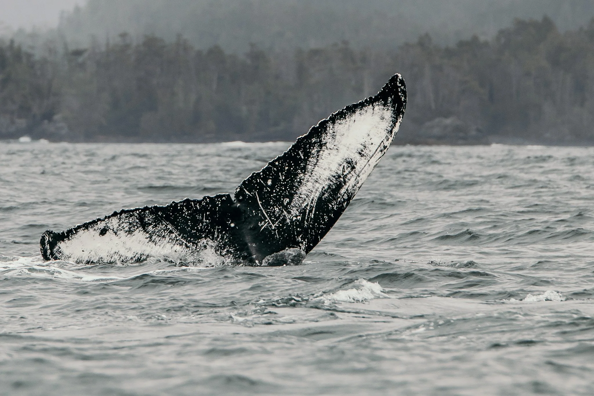 humpback whales in Sitka Sound by Caitlin Blaisdell