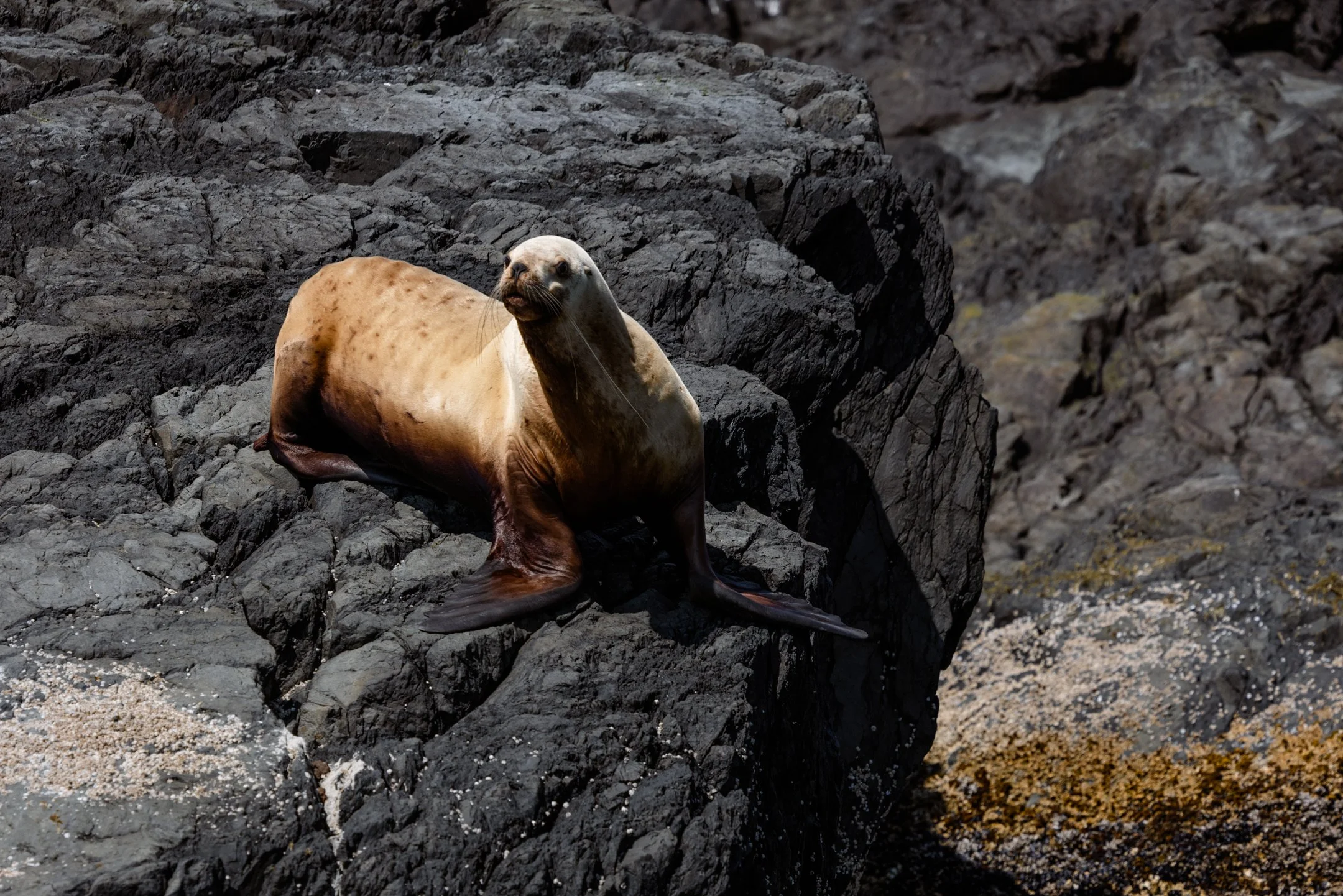 stellar sea lion in Sitka Alaska