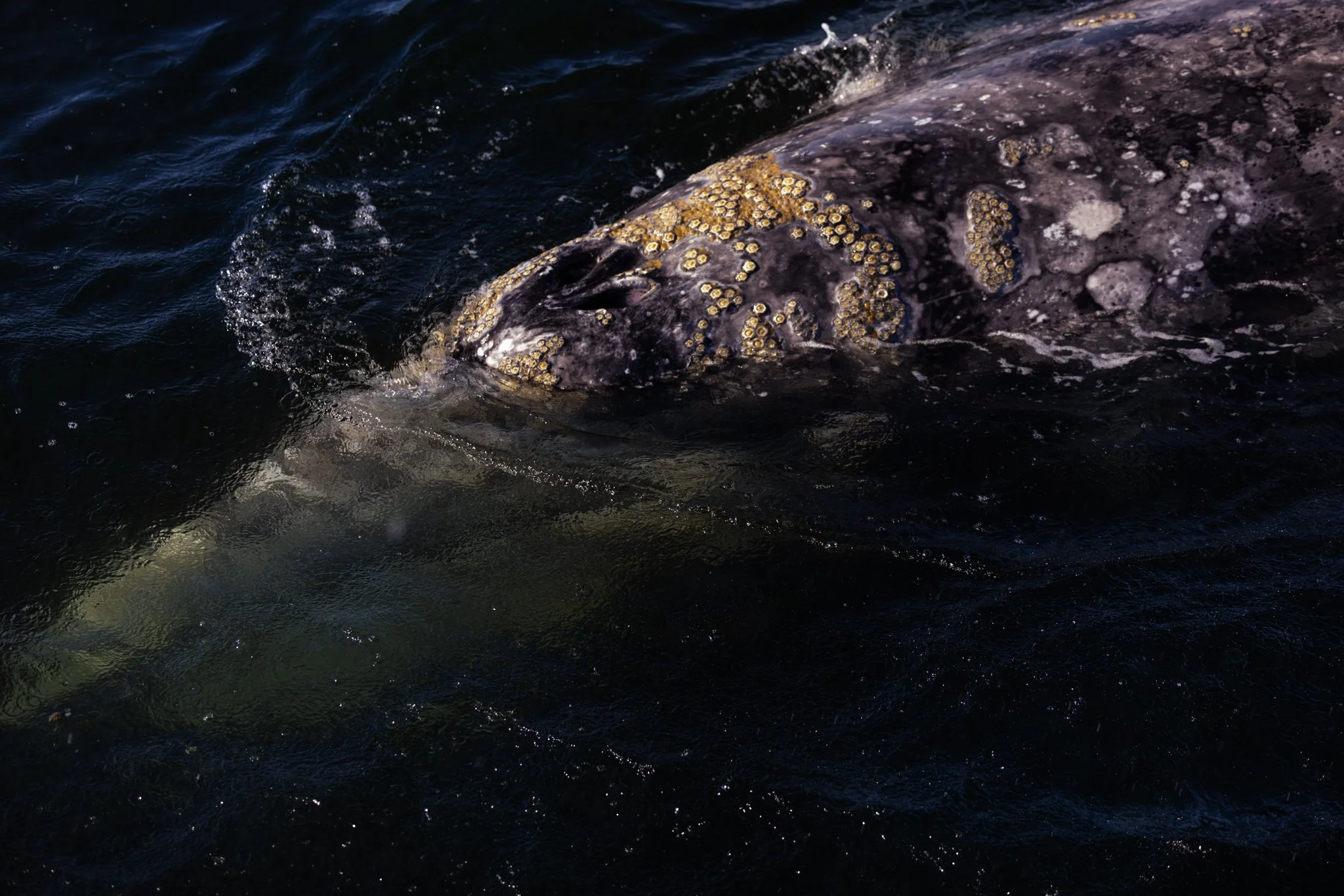 up close photo of grey whale in Sitka alaska by Caitlin Blaisdell