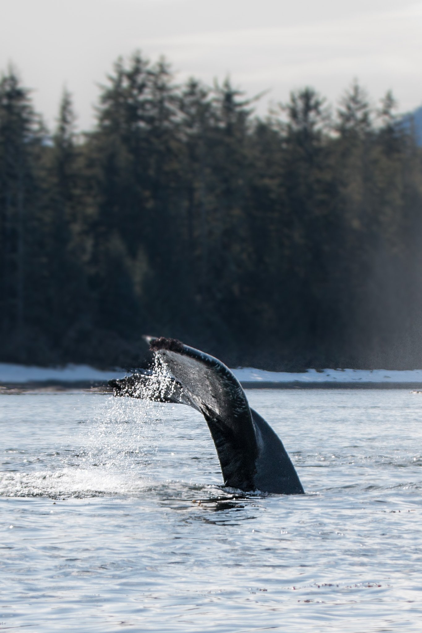 Humpback Whale Tail in Sitka Alaska on tour with Sitka Sea Level Adventures