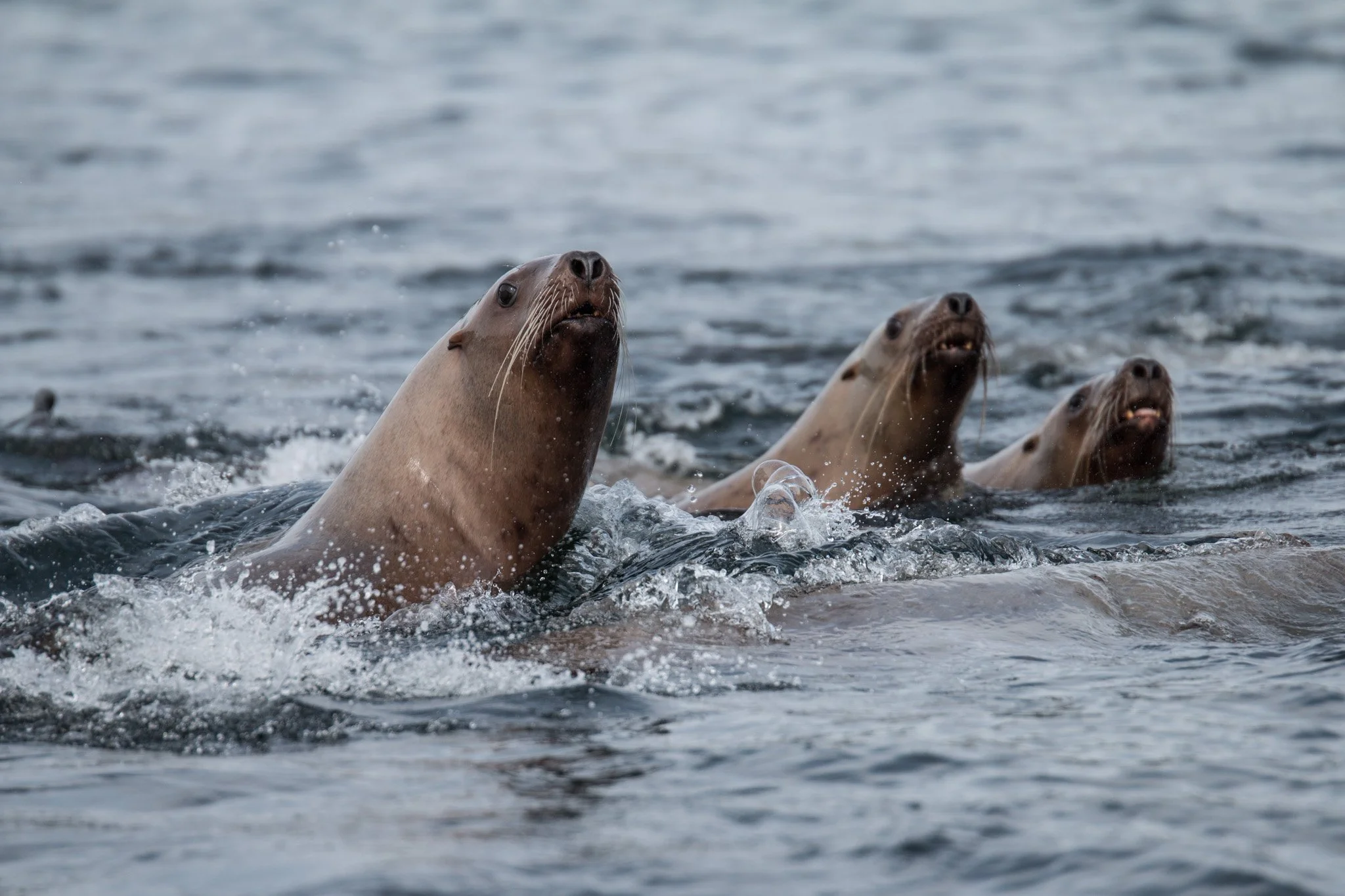 A Local’s Guide to Whale Watching in Sitka, Alaska