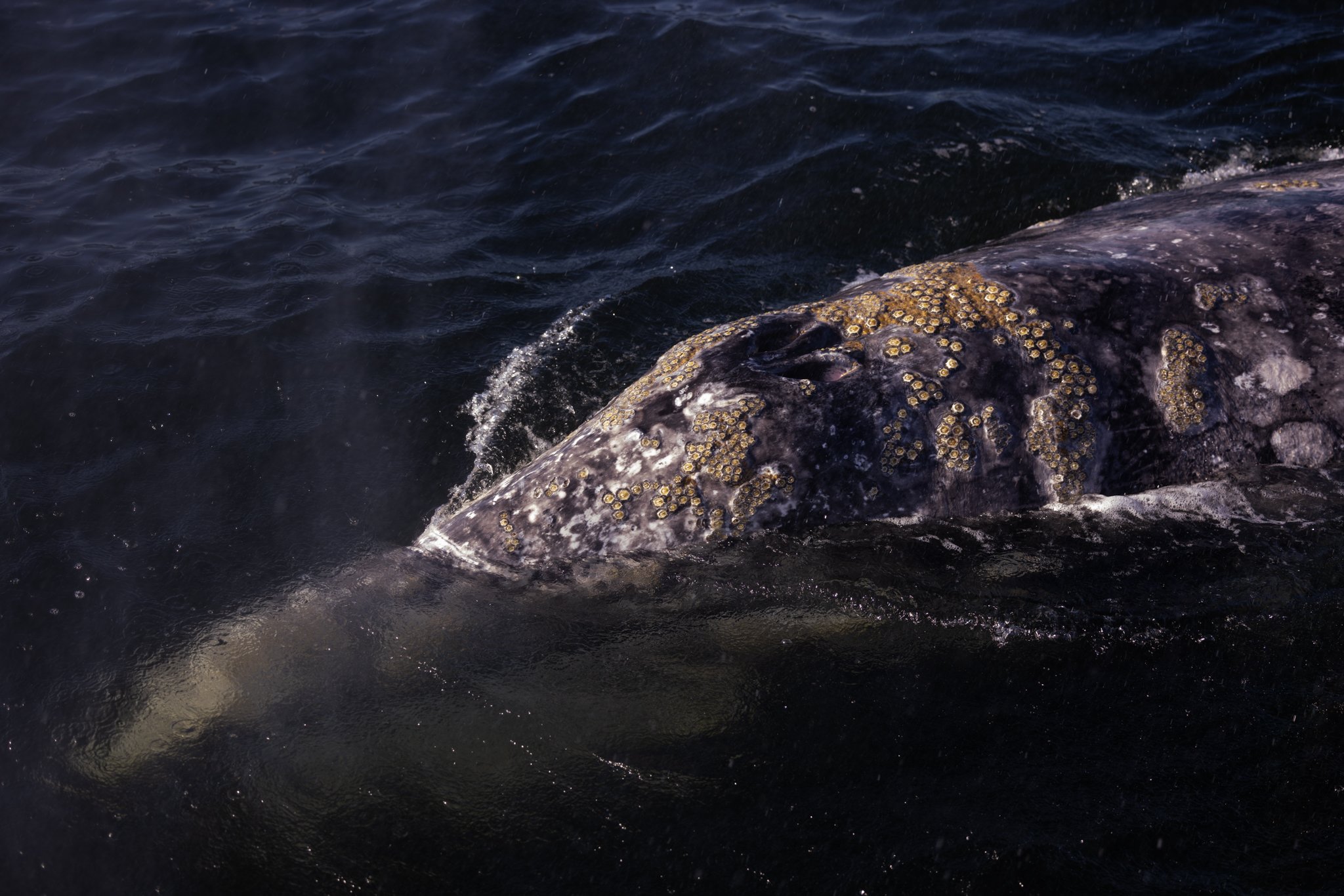 Gray Whale Blow Hole