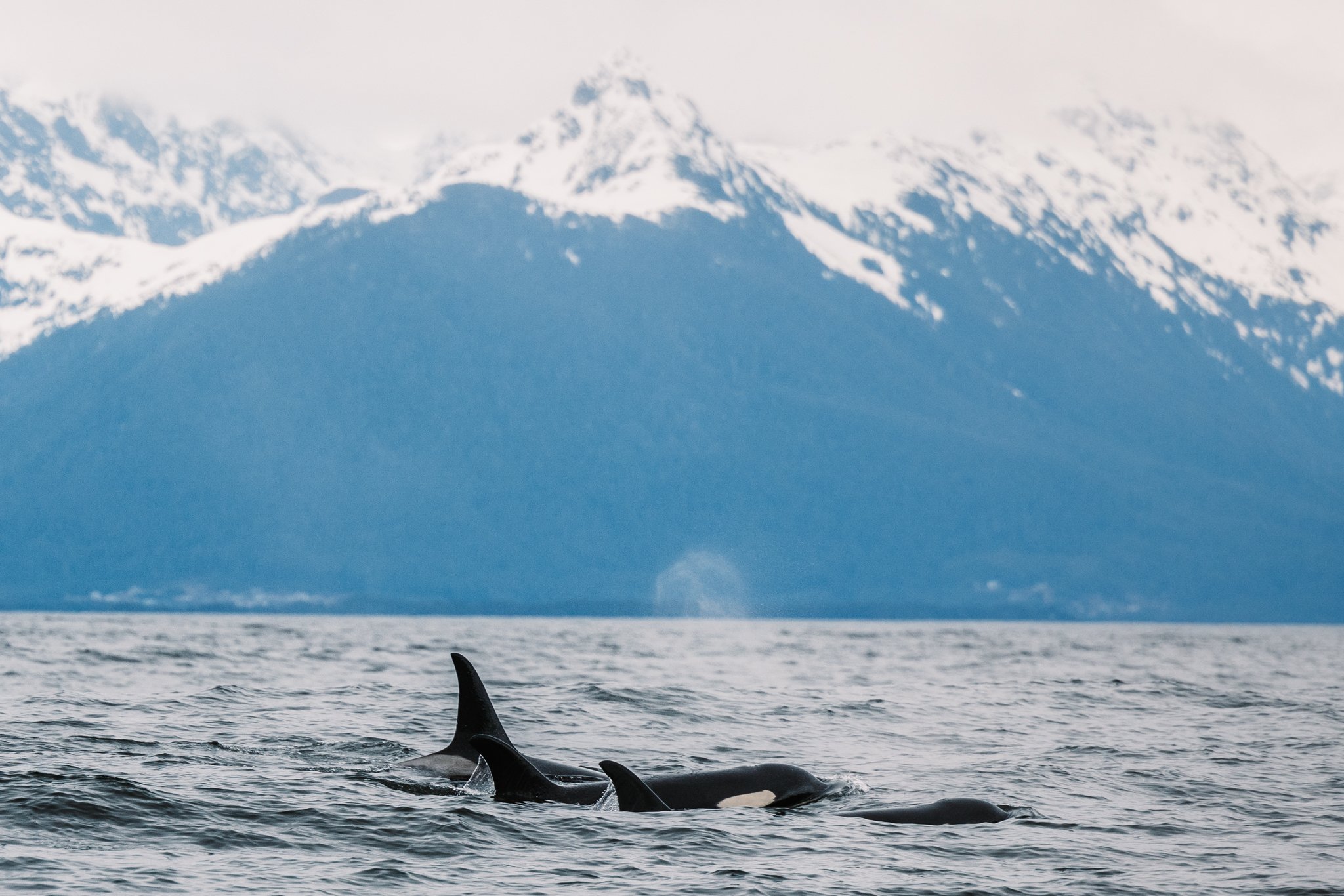 killer whales in sitka alaska