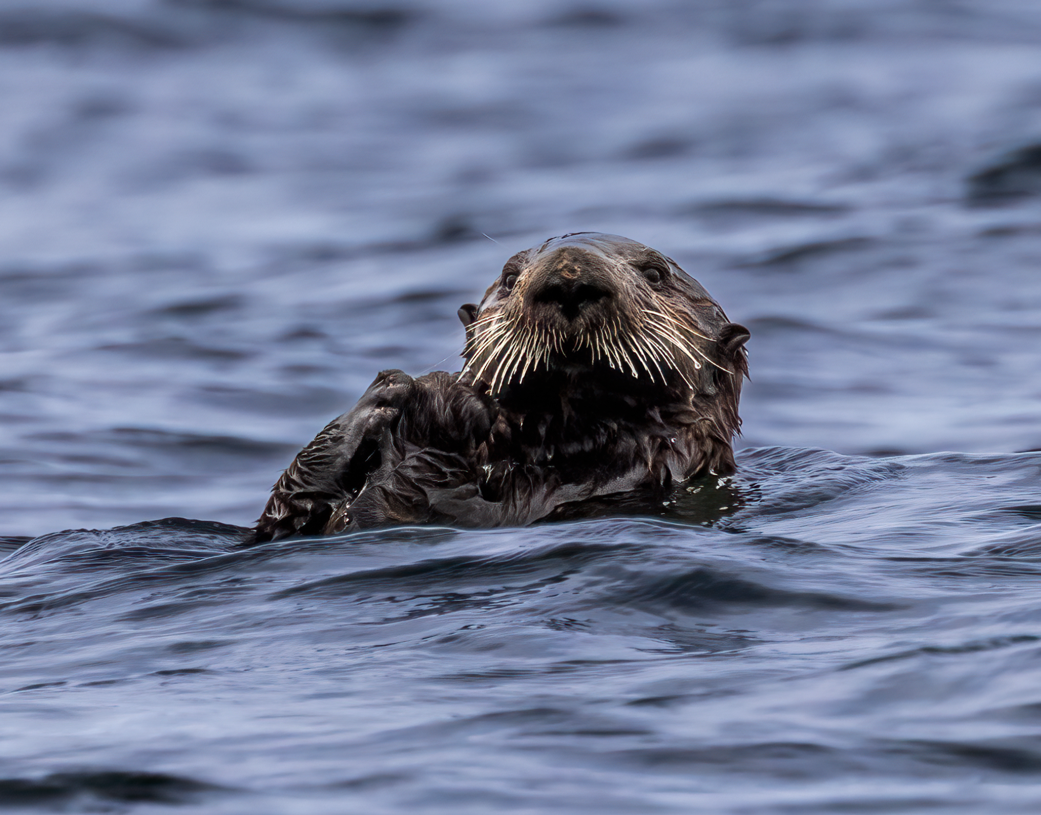 Sea Otter in Sitka Sound Photo by Krista Hinman