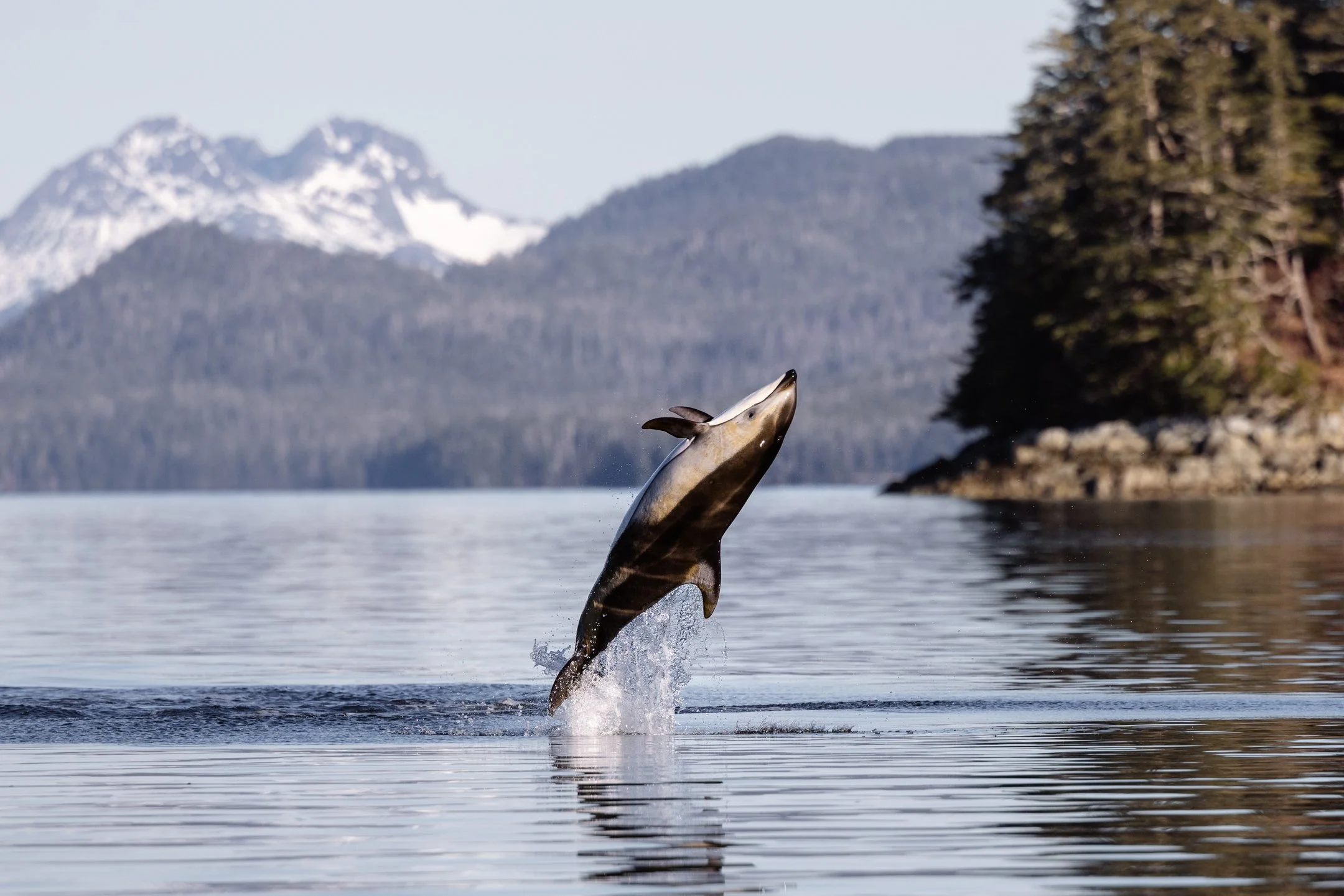 pacific white sided dolphin wildlife tours in sitka alaska