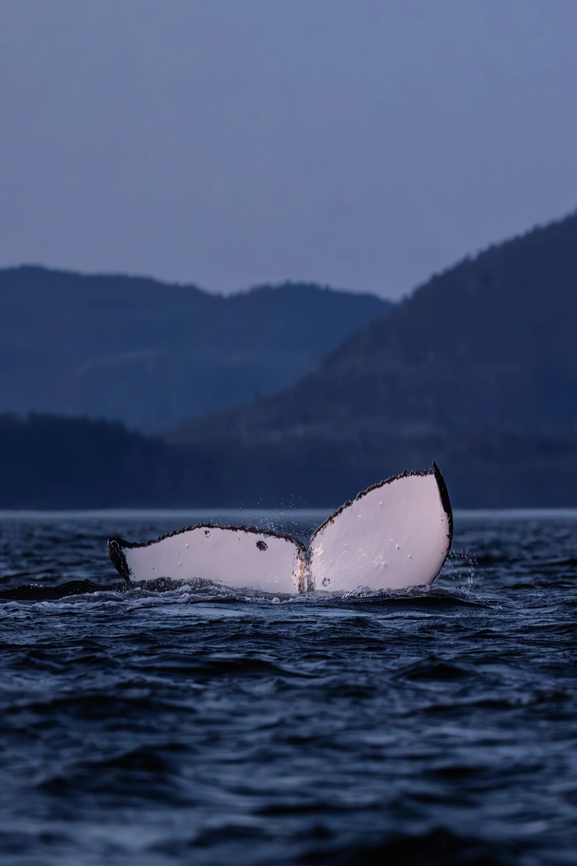 Humpback whale fluke in Sitka Alaska by Caitlin Blaisdell