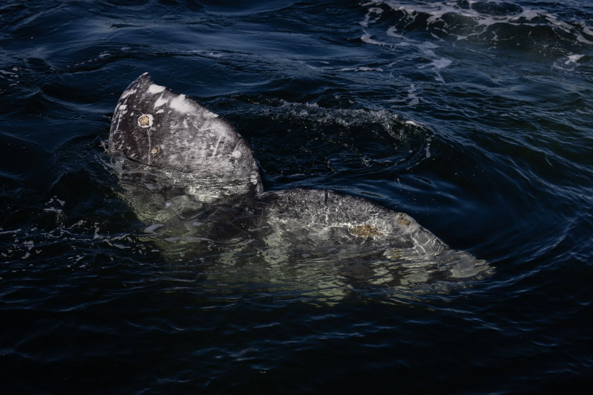 gray whales in Sitka Alaska by Caitlin Blaisdell