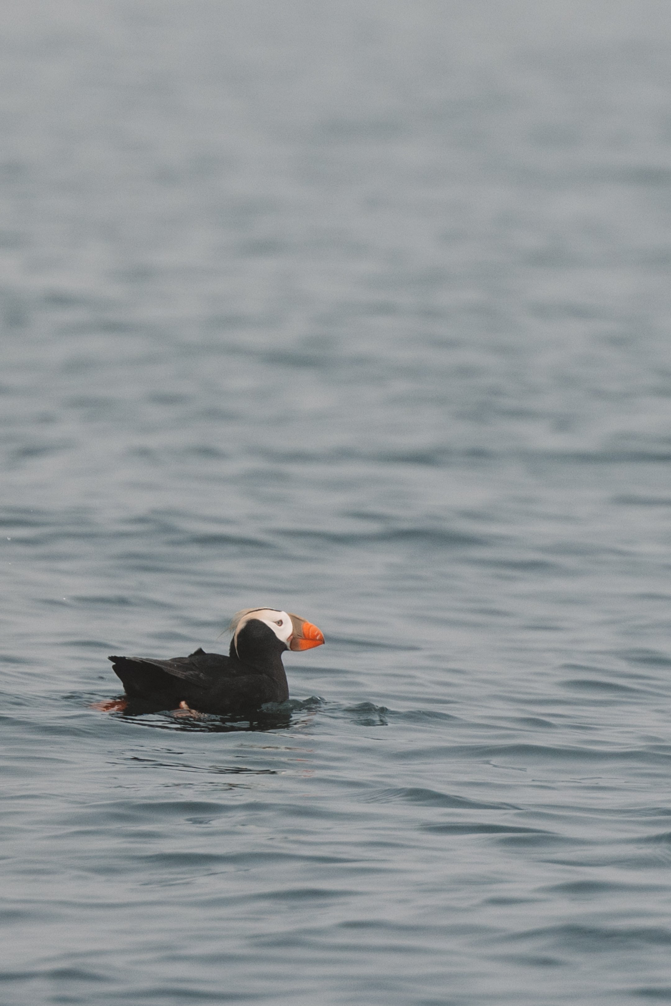 puffins in sitka alaska on wildlife tour