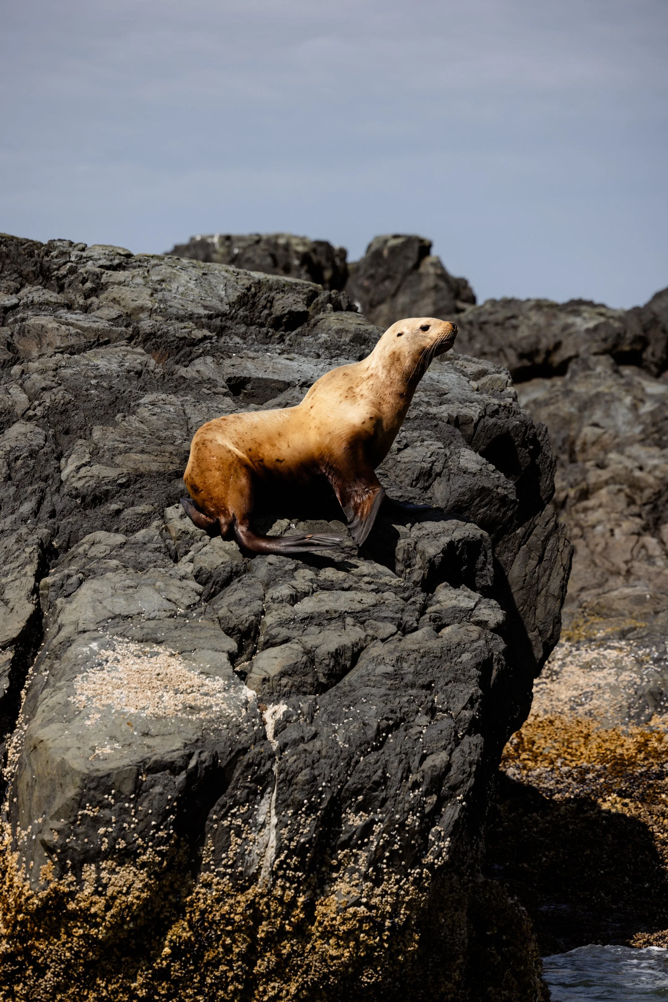 Sea Lion on Wildlife Tour in Sitka Alaska