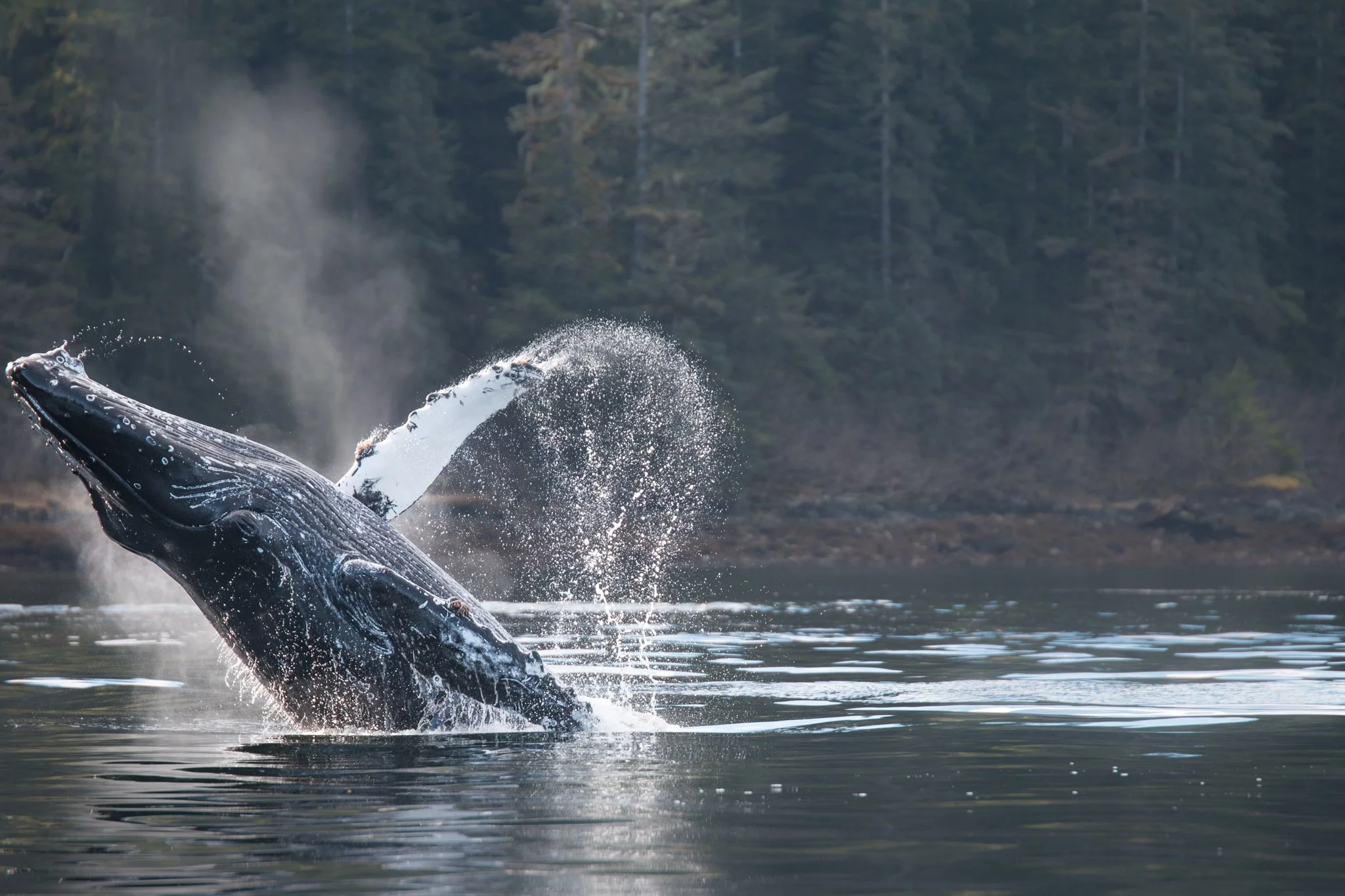 Breaching Humpback Whale in Sitka Alaska by Caitlin Blaisdell on tour with Sitka Sea Level Adventures