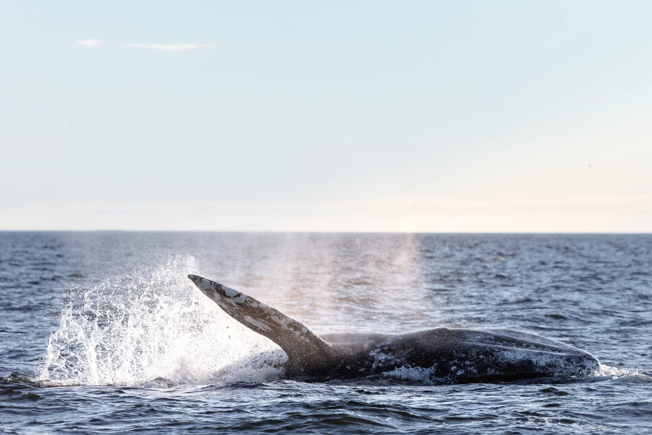 Gray Whale Breech in Sitka Alaska by Caitlin Blaisdell