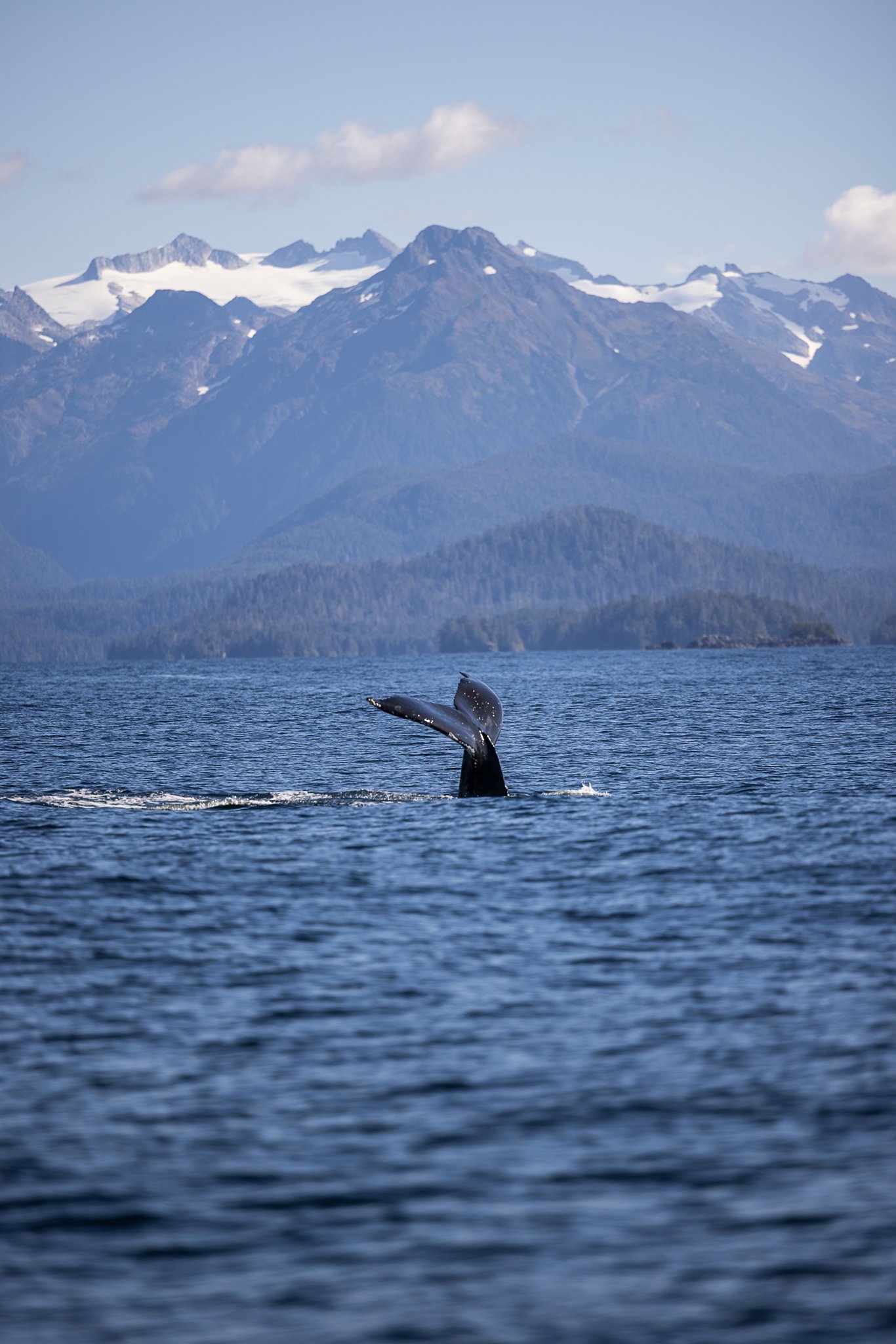 Humpback whales in sitka alaska