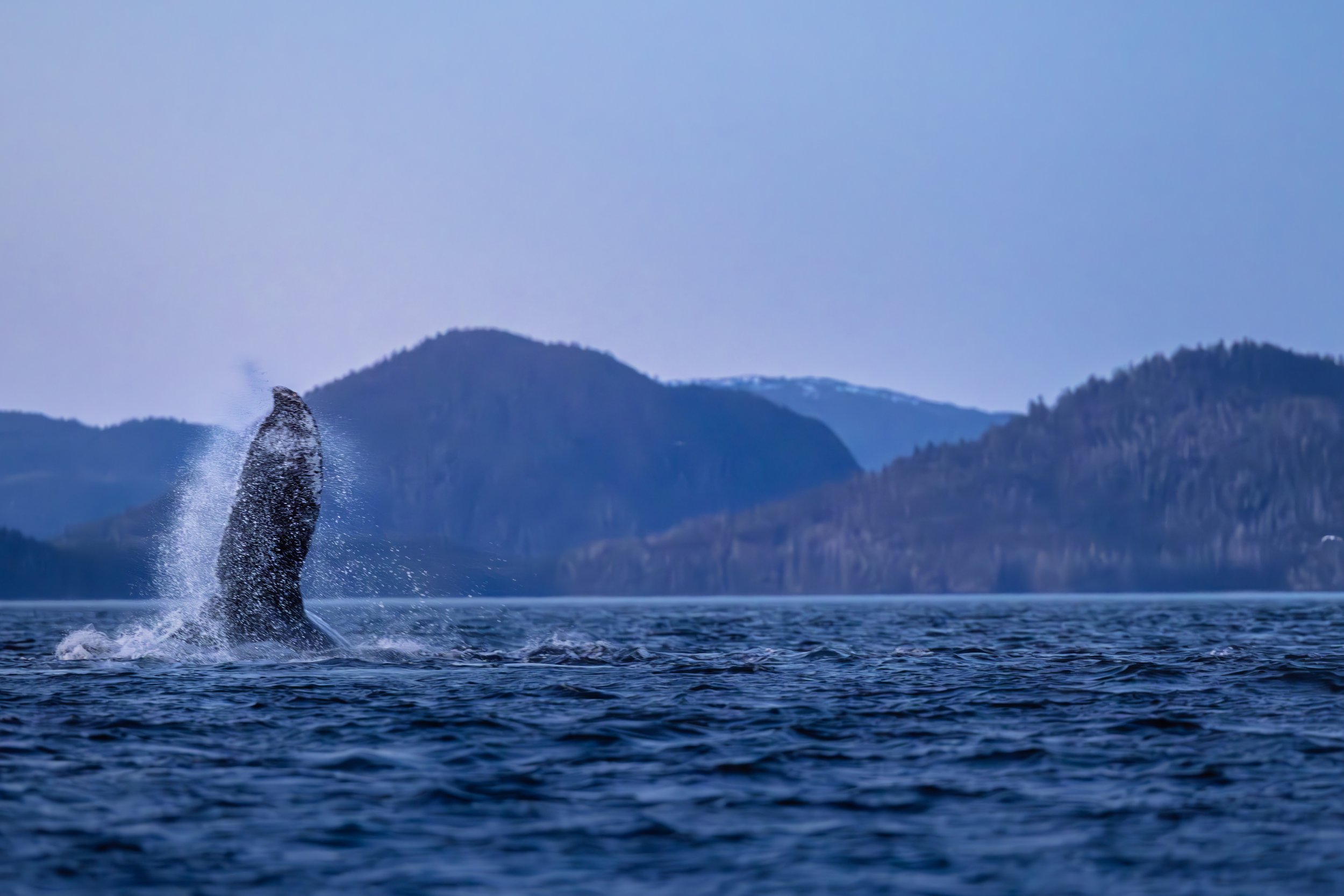 Humpback Whale Fluke in Sitka, Alaska by Caitlin Blaisdell