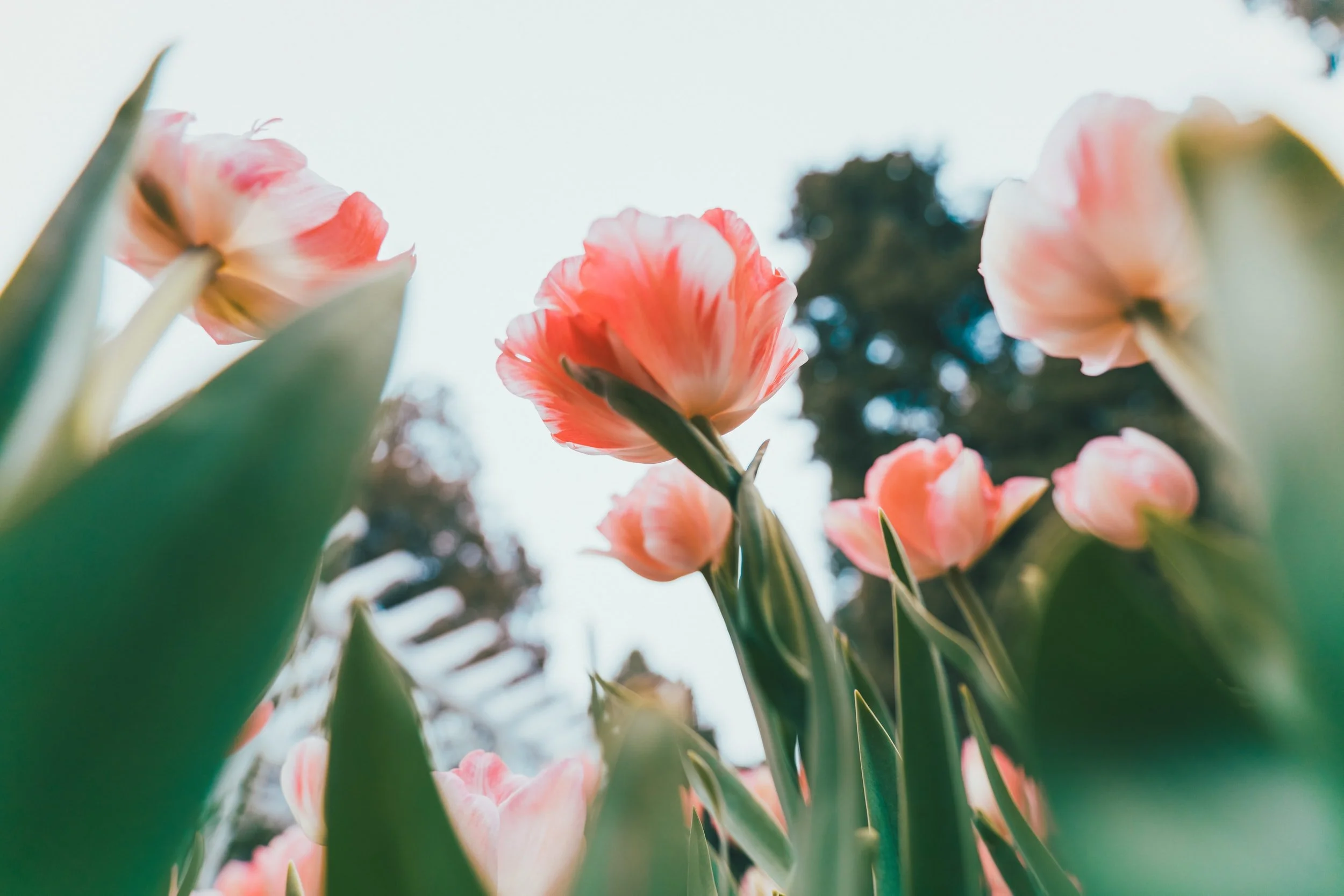 【大德开示】大安法师：宝贵的念佛经验 Master DaAn: Precious Experience from Chanting Buddha