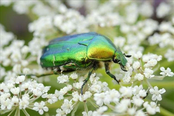 【灵界见闻】金龟的新神通 (含音频 Audio) The New Magical Power of the Golden Beetle 【灵界见闻】金龟的新神通 (含音频 Audio) The New Magical Power of the Golden Beetle