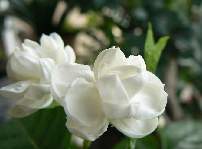 【灵界见闻】女鬼背着药箱走不出家门 (含音频 Audio) Female Ghost Carrying Medicine Box Can't Leave Home 【灵界见闻】女鬼背着药箱走不出家门 (含音频 Audio) Female Ghost Carrying Medicine Box Can't Leave Home