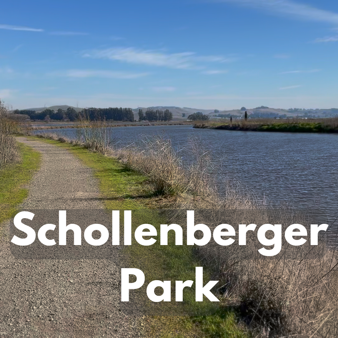 Discover Shollenberger Park: Petaluma’s Natural Gem