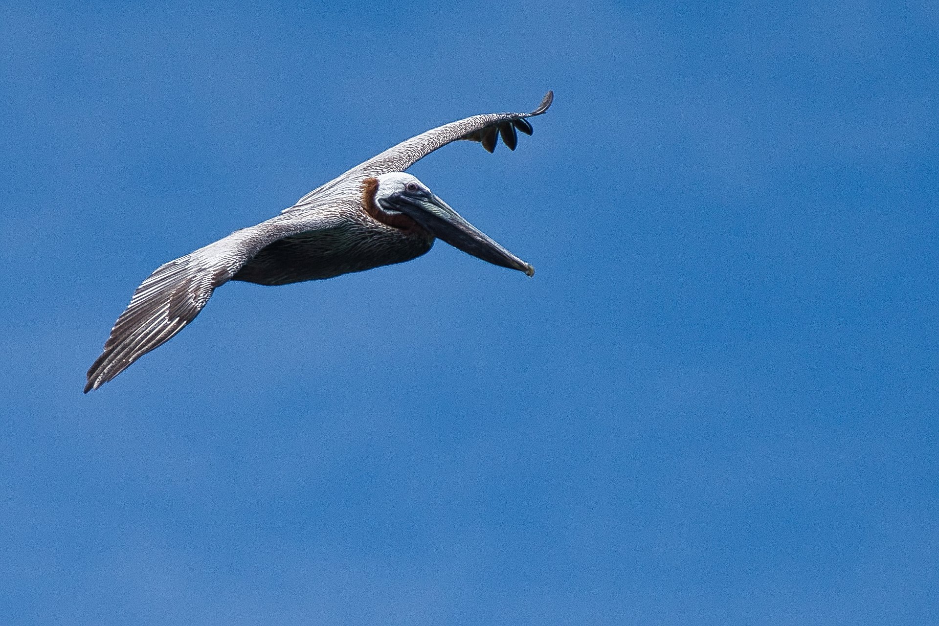 More pelicans.  St John, USVI.