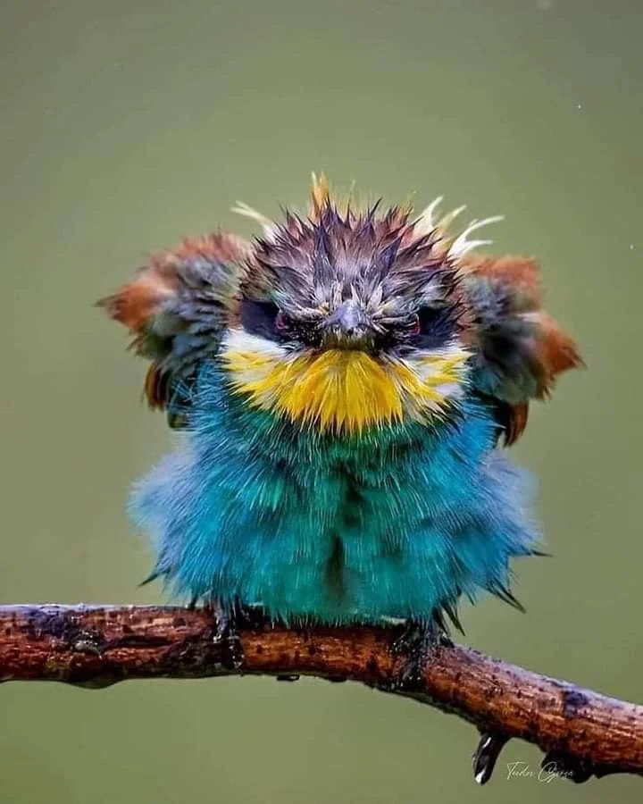 Kumbaya (why I hate this song)