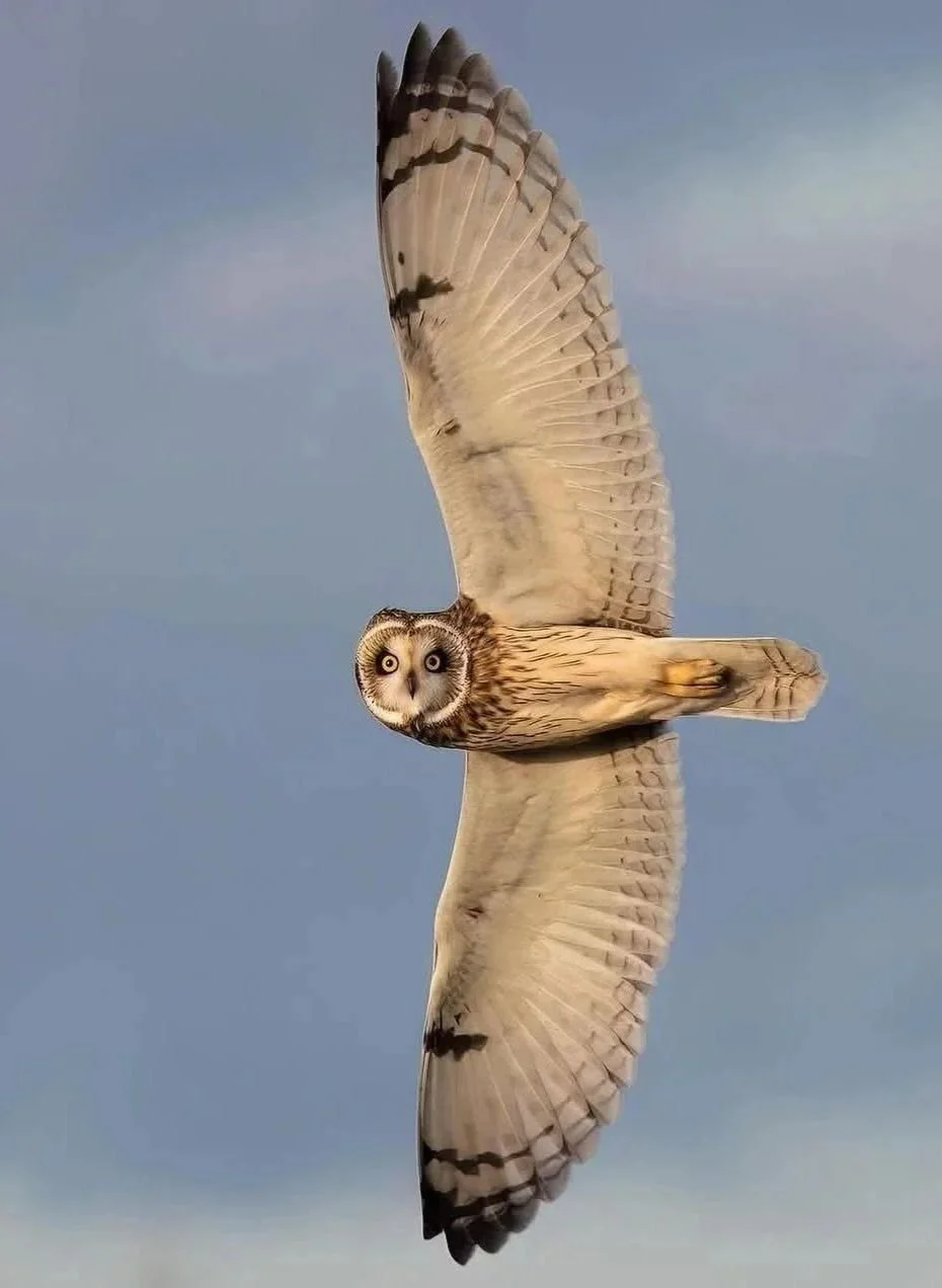 Staying Vigilant (Energy Field Attacks)