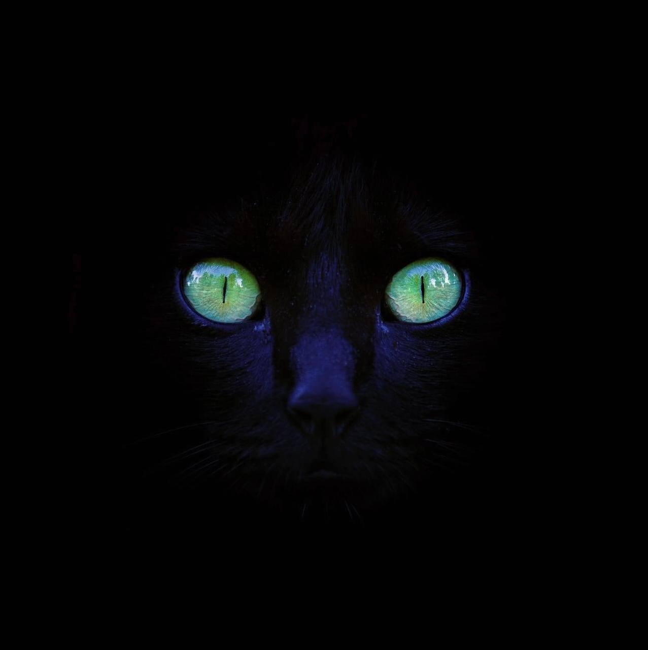 Cat Control