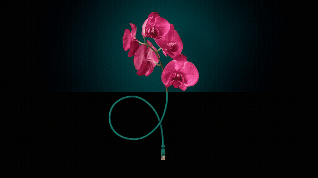 Adobe Express - telco scroll.gif