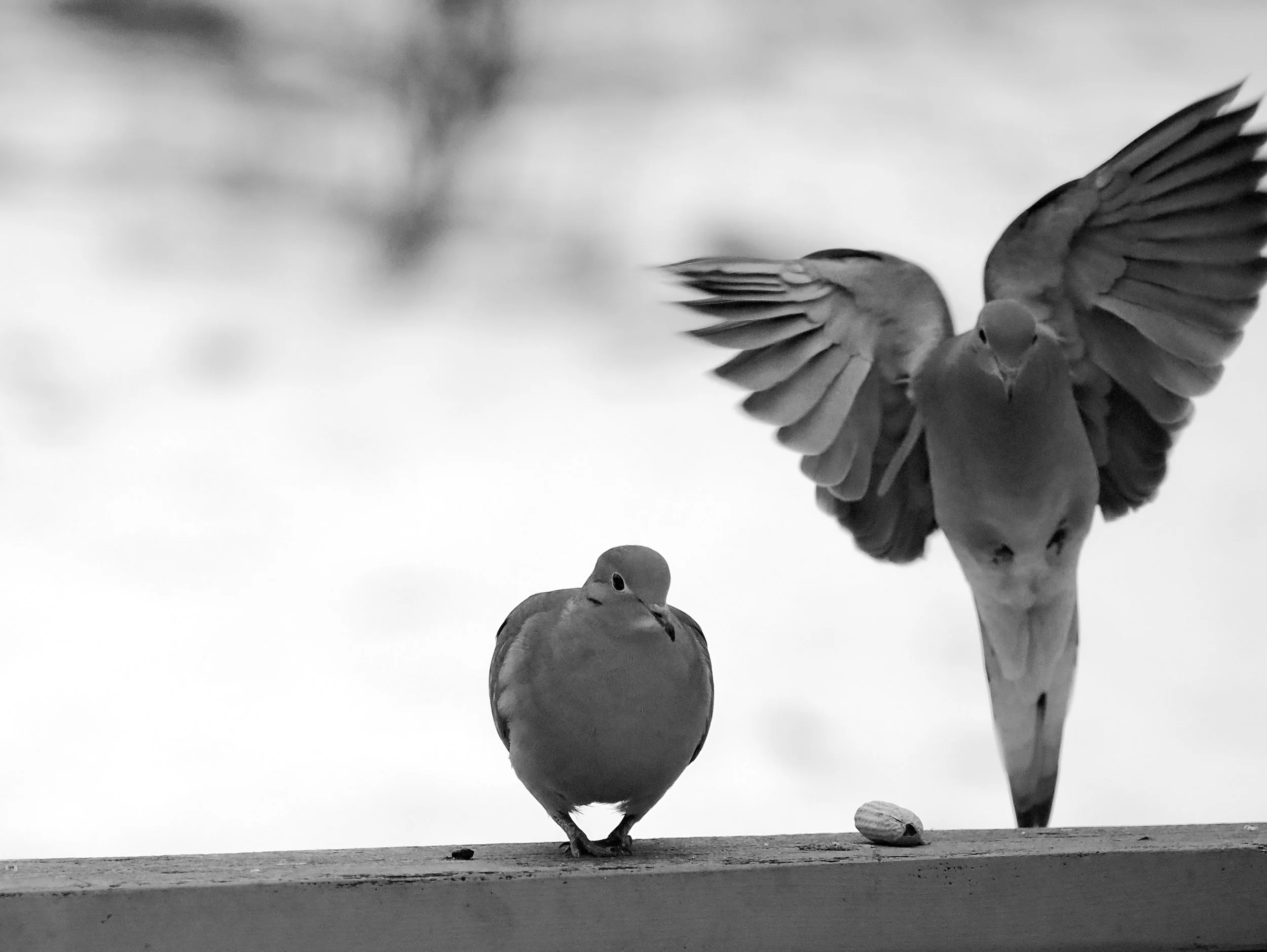 Through My Window