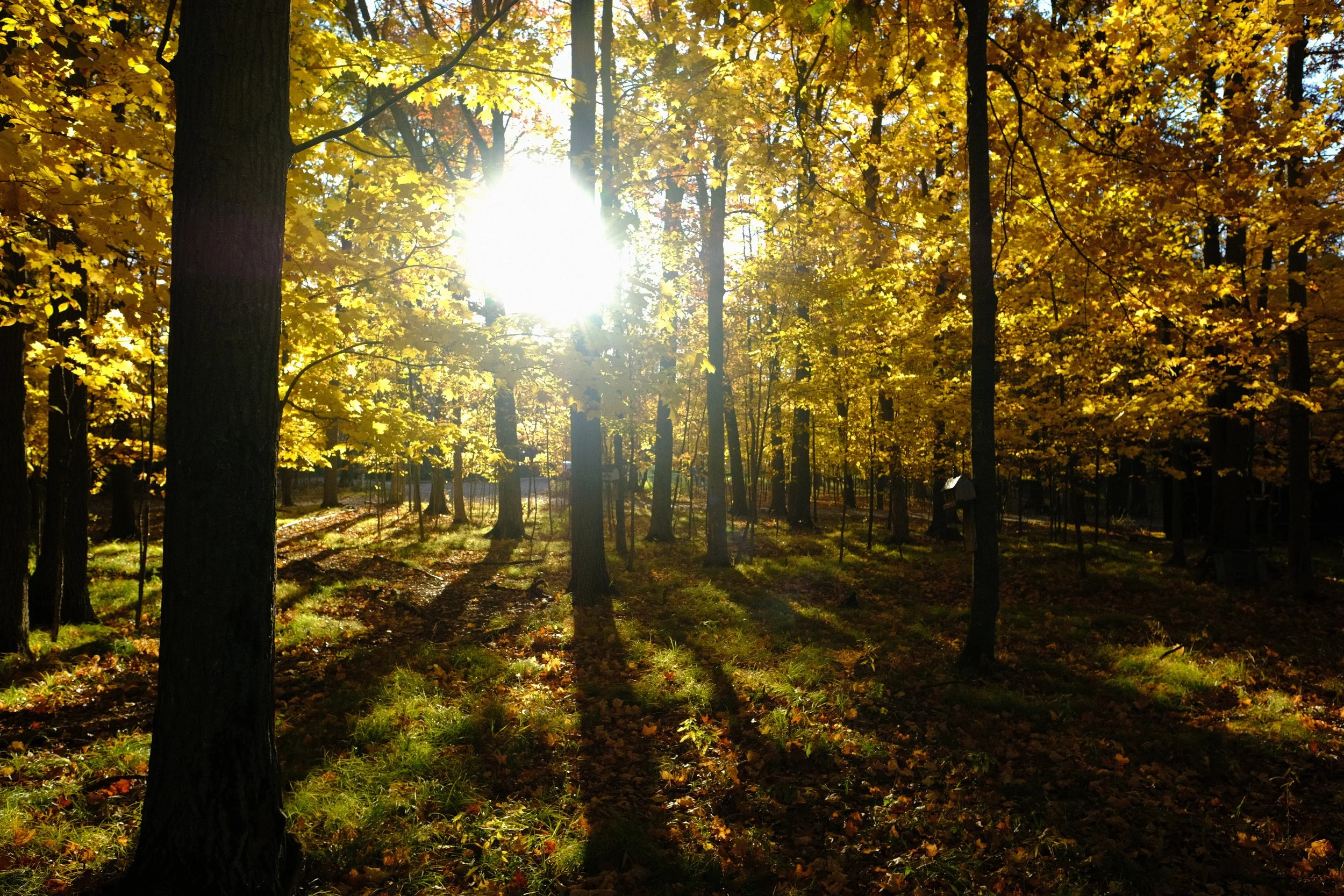 DSCF7201.JPG