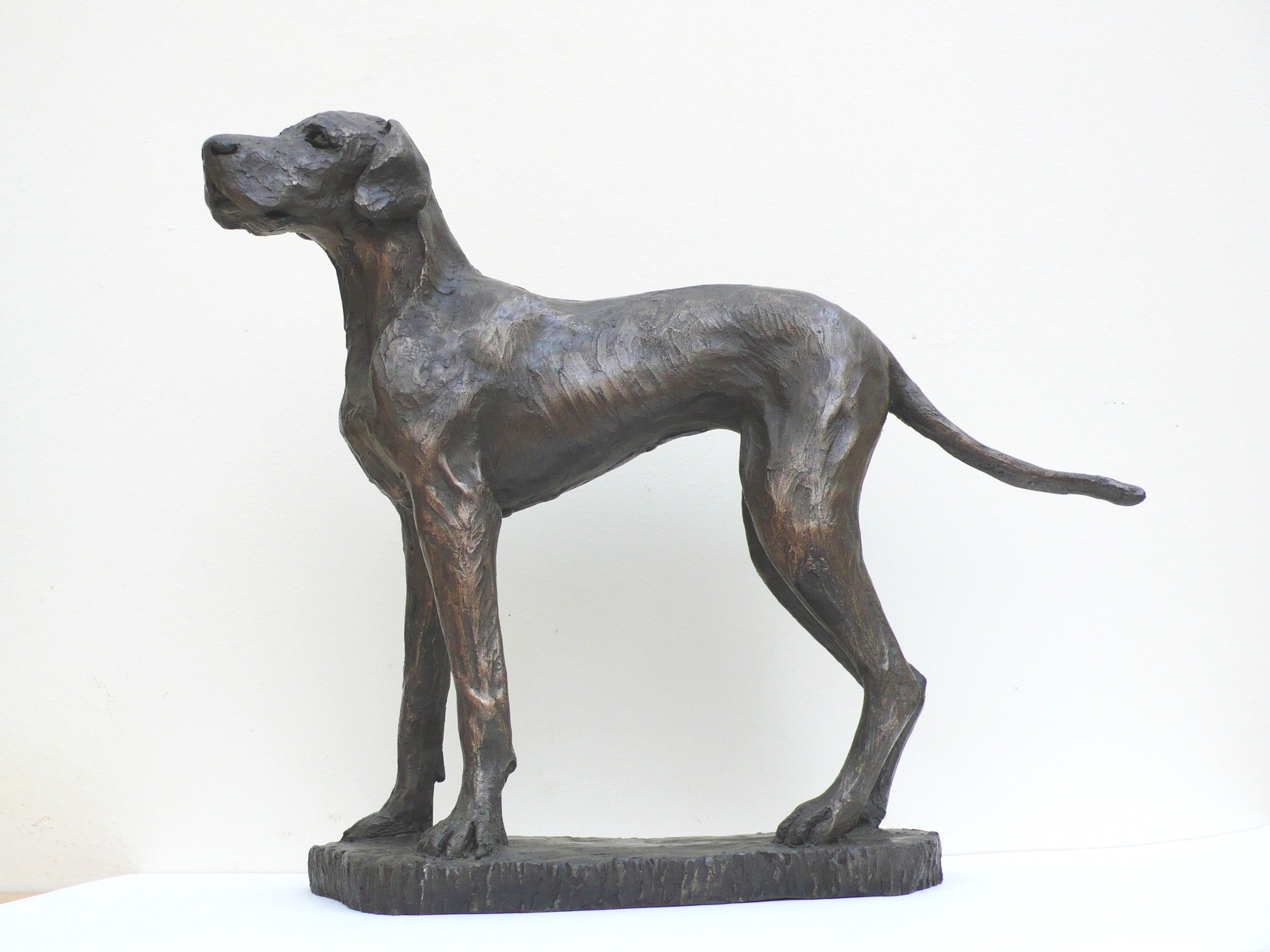 Small+Great+Dane.jpg