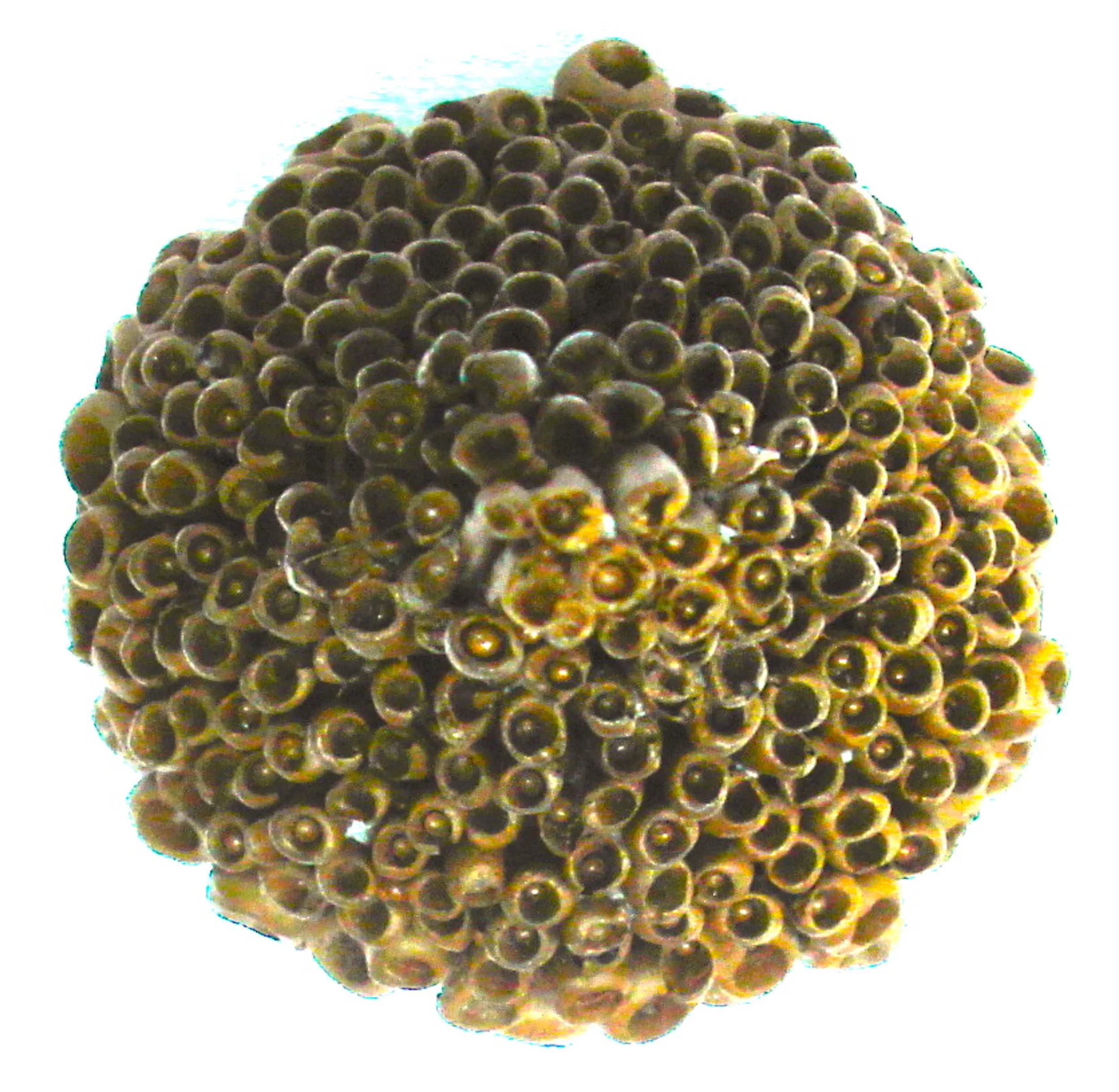 coralium top copy.JPG