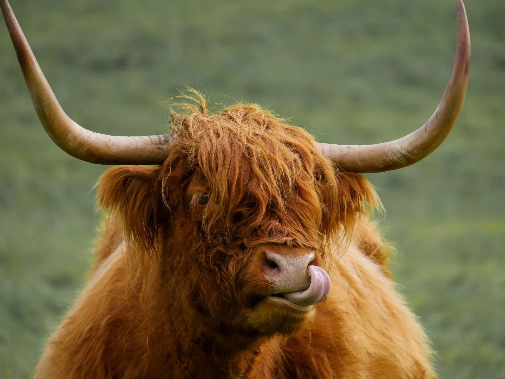 Celebrate St Andrew’s Day With Your Ukulele: Songs &amp; Ideas