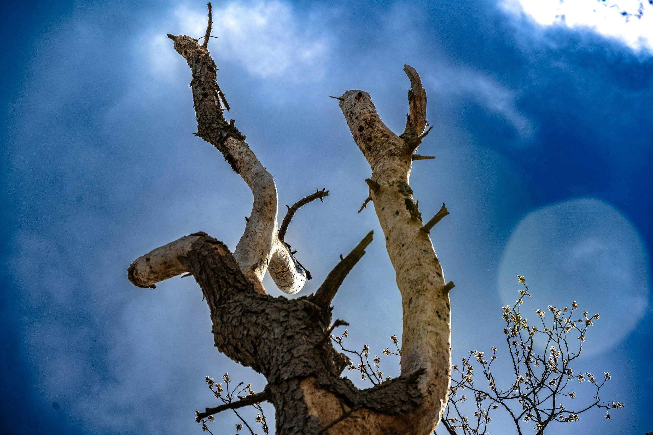 The Sting of Death