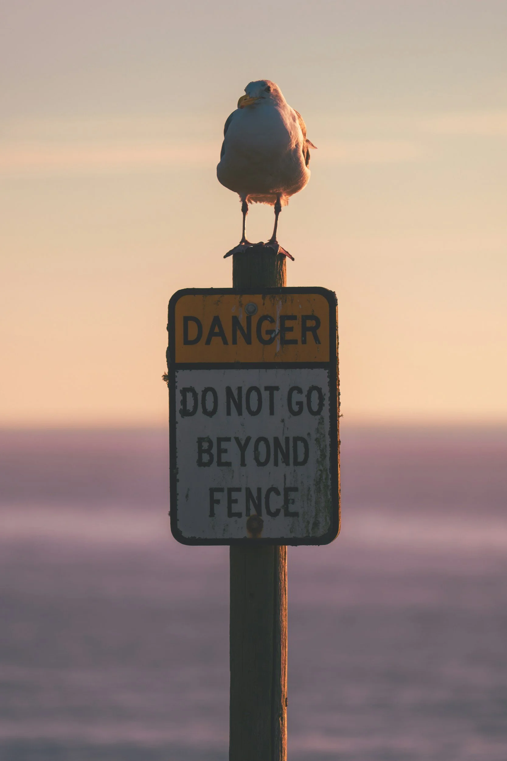 The Will to…