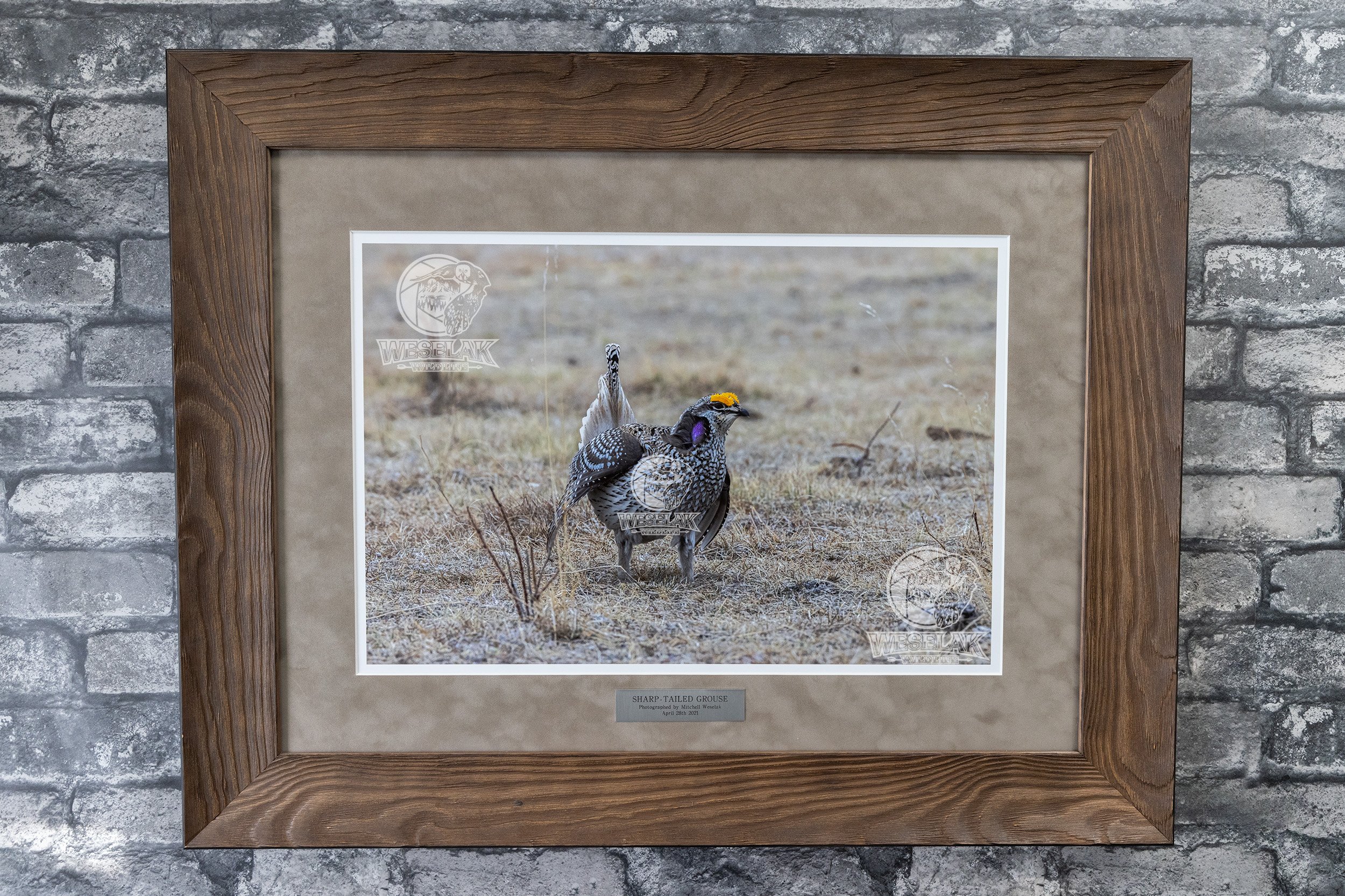 Sharp-Tailed Grouse