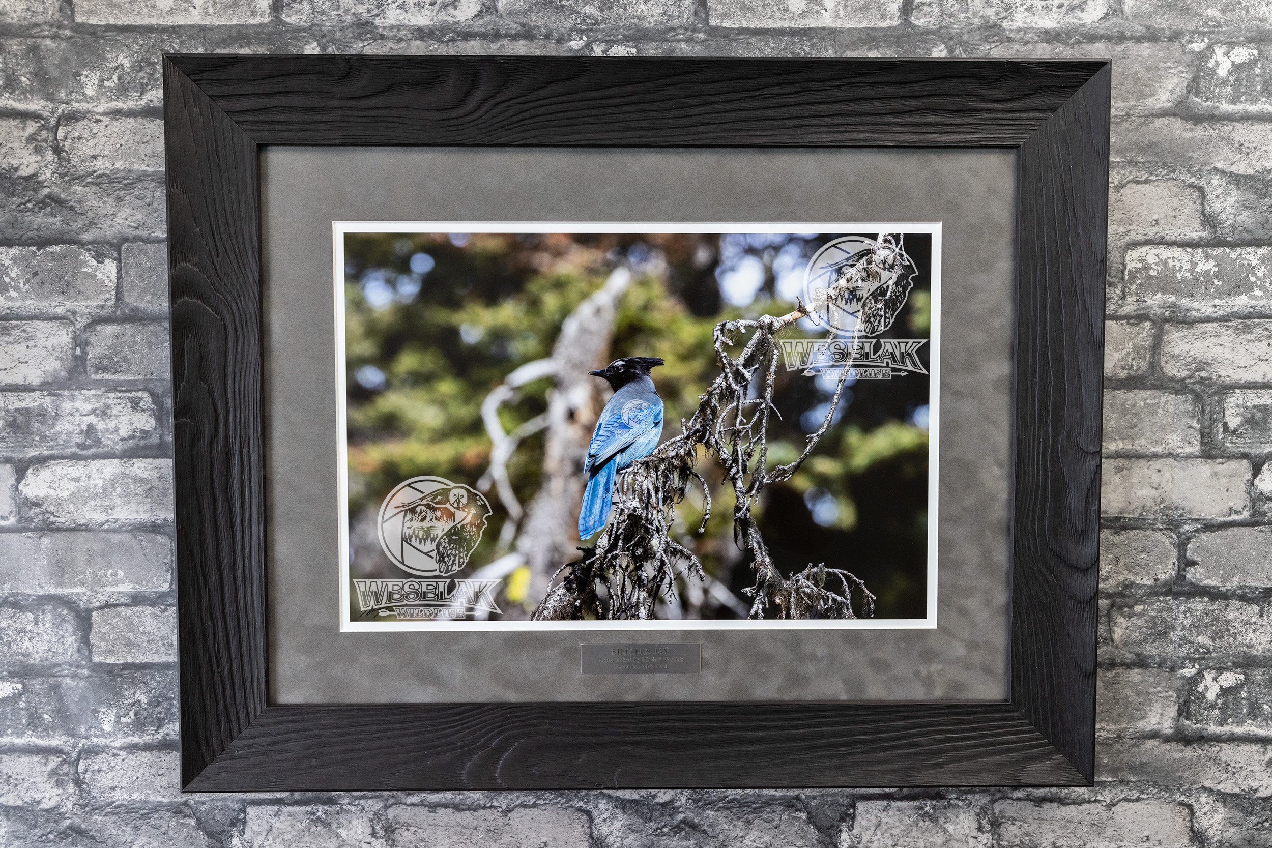 Steller's Jay frame with watermark.jpg
