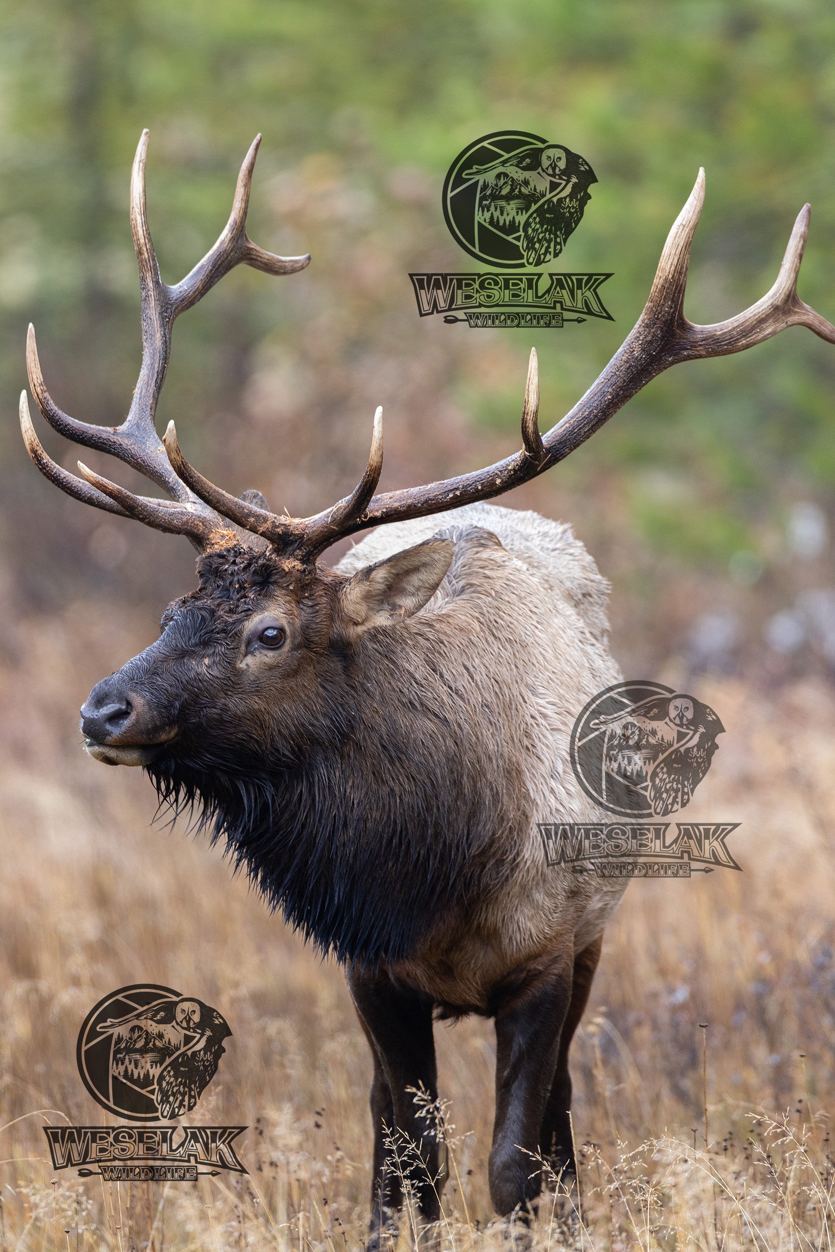Bull Elk