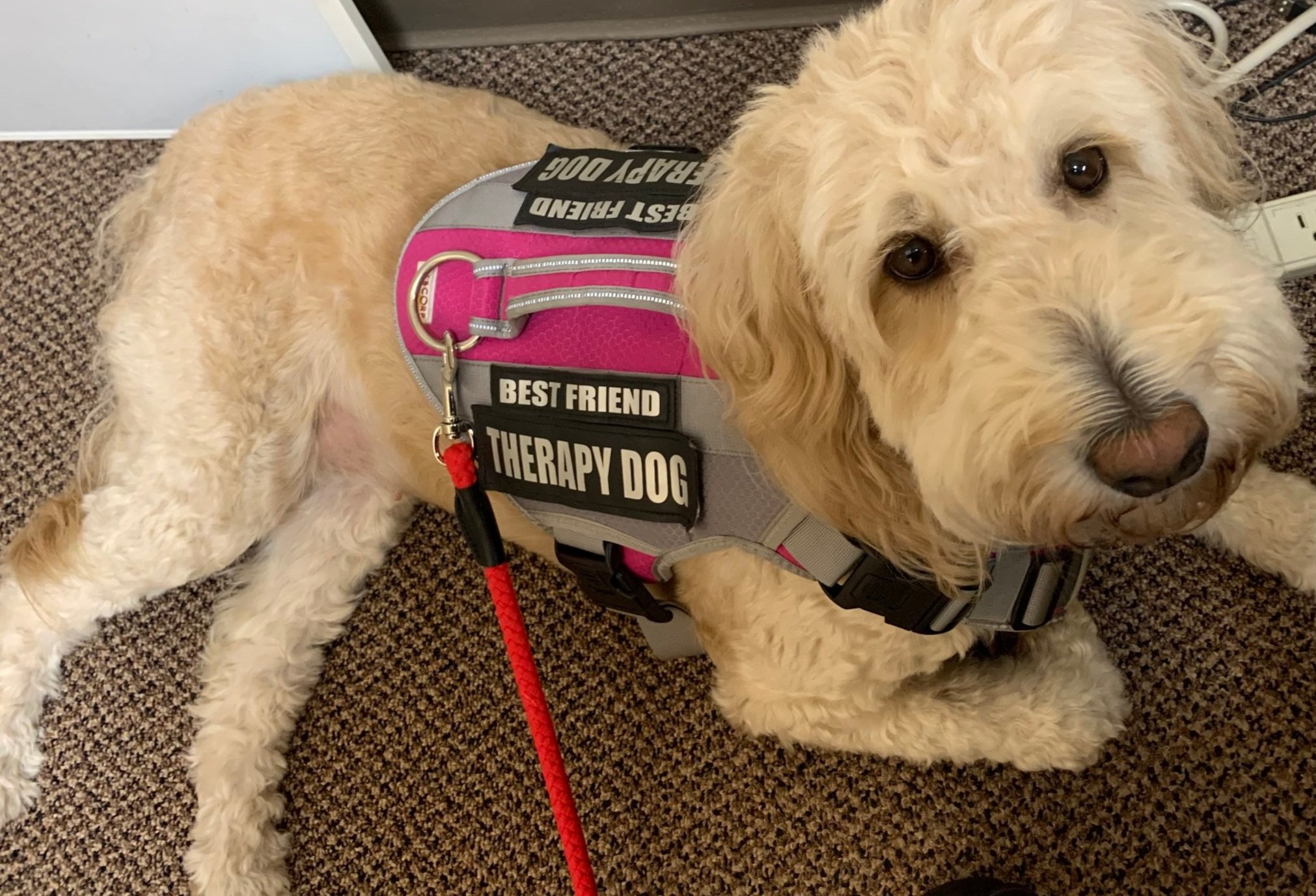 Animal therapy cheap certification